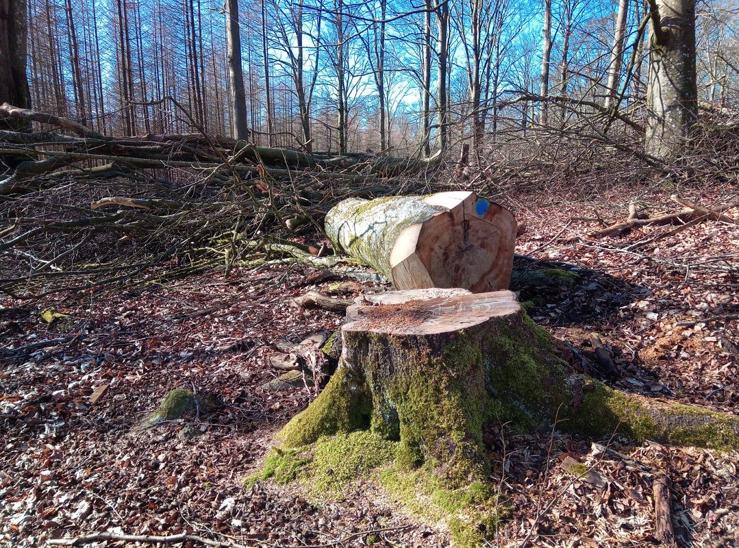 stubbfräsning Skåne Joshtek